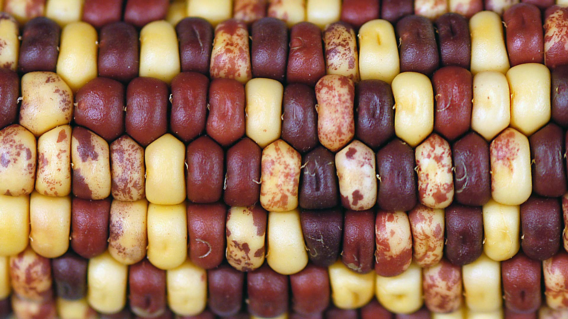 photo of Barbara McClintocks transposon corn