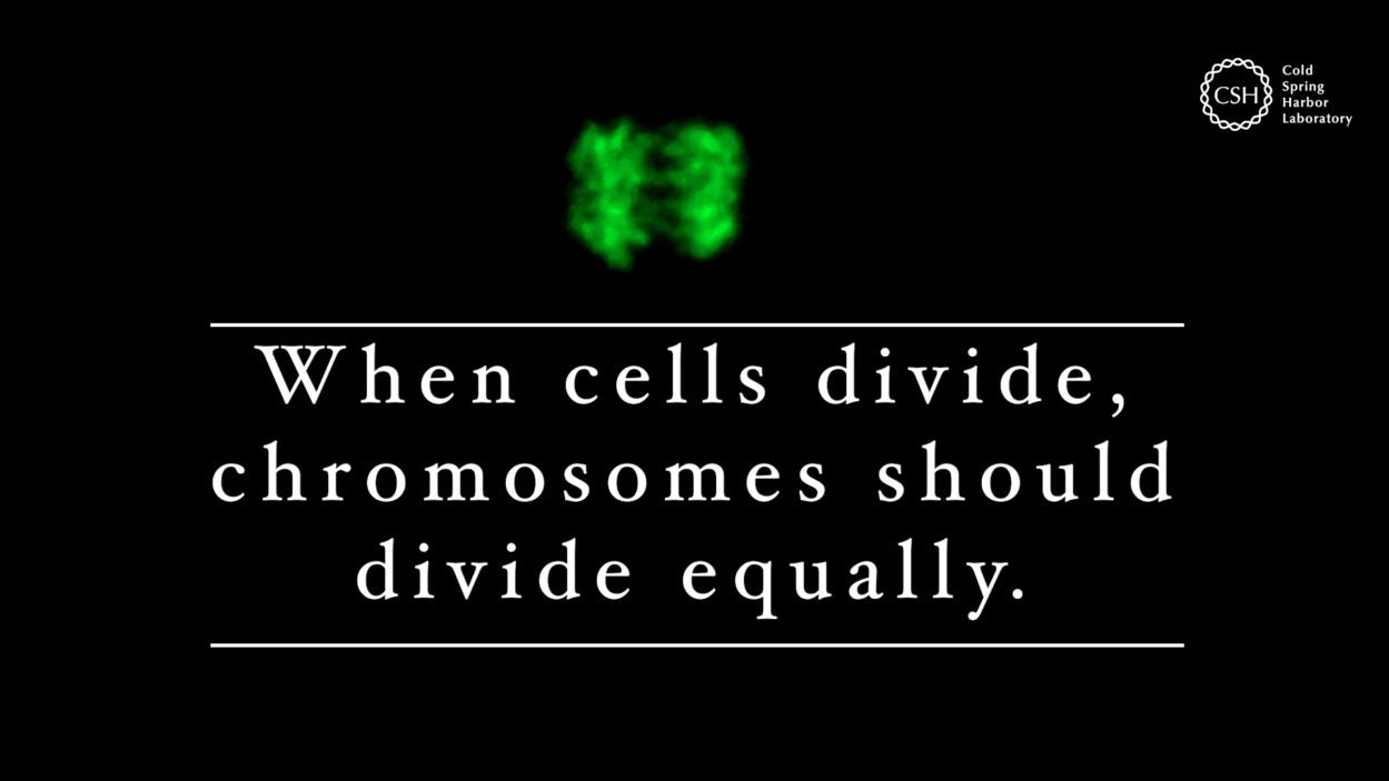 image of cell dividing