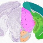 illustration of a slice of a mouse brain