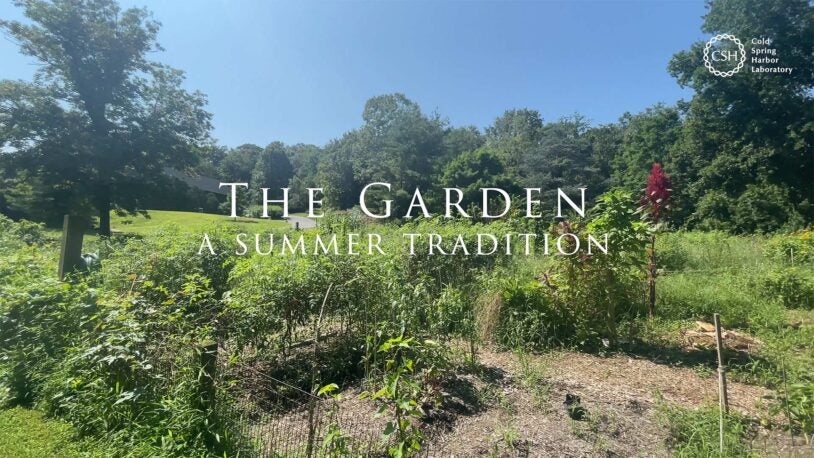 photo of the CSHL community garden