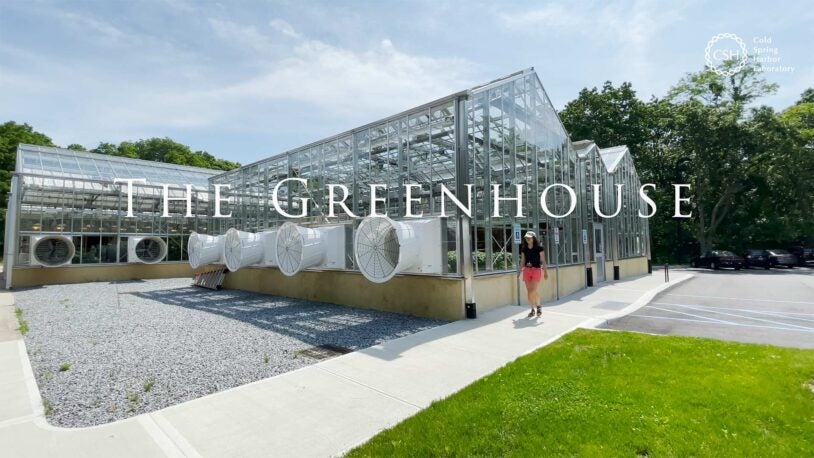 photo of the outside of the CSHL greenhouse