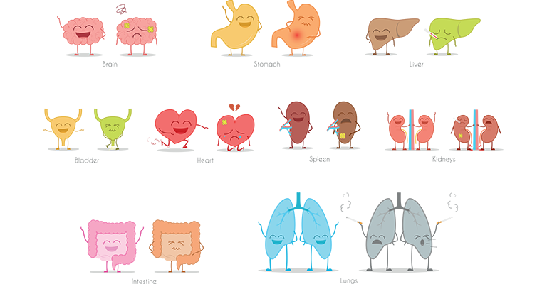 illustration of human organs as characters