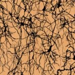 image of human brain neurons