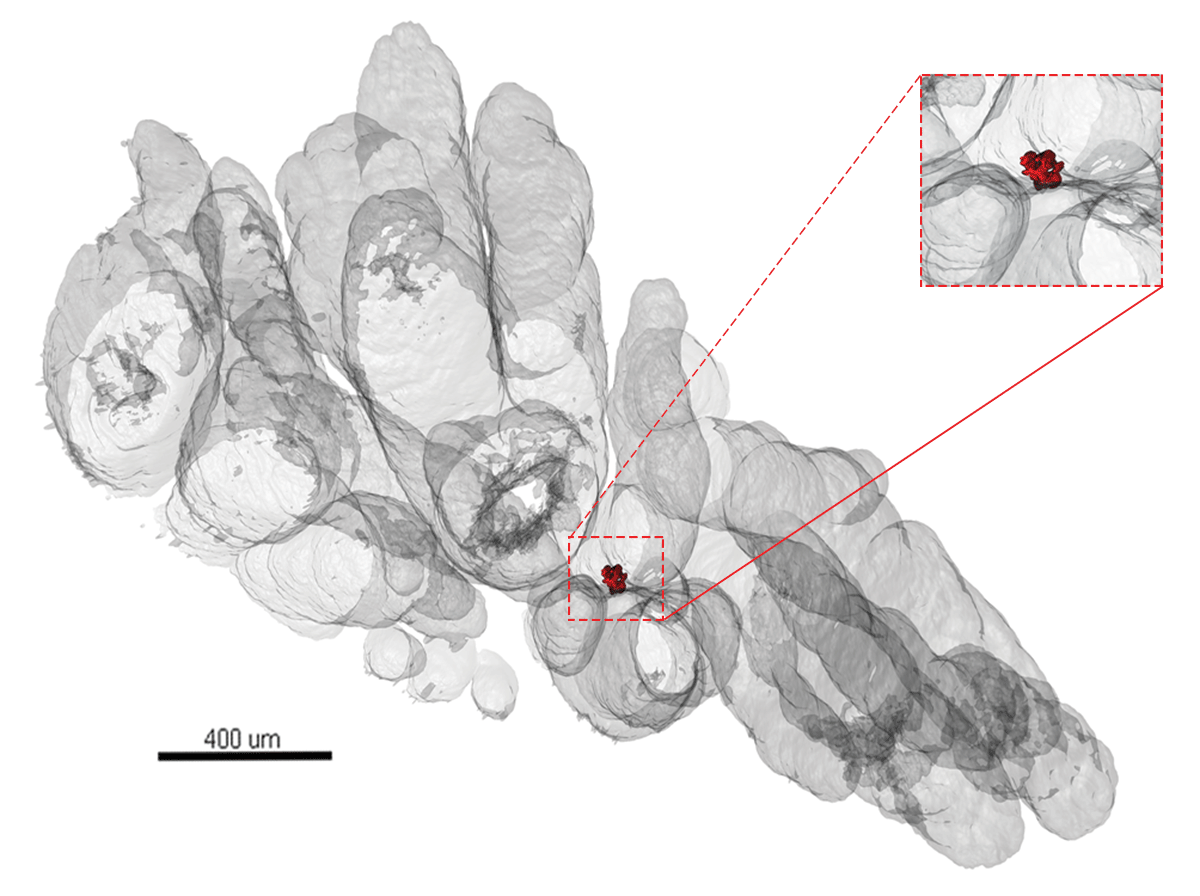 3D image of a mouse prostate