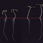 photo of tomato seedlings grown in shade and sun with roots