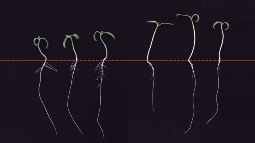 photo of tomato seedlings grown in shade and sun with roots