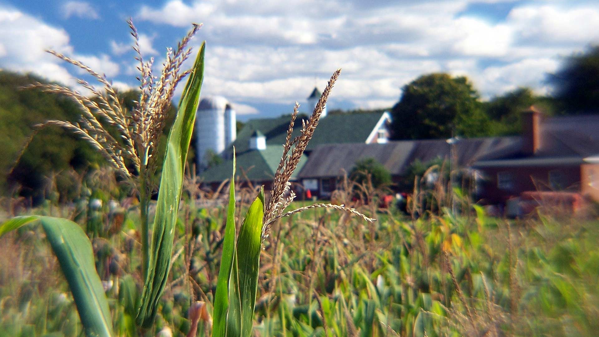 photo of a farm with cornfield and silo