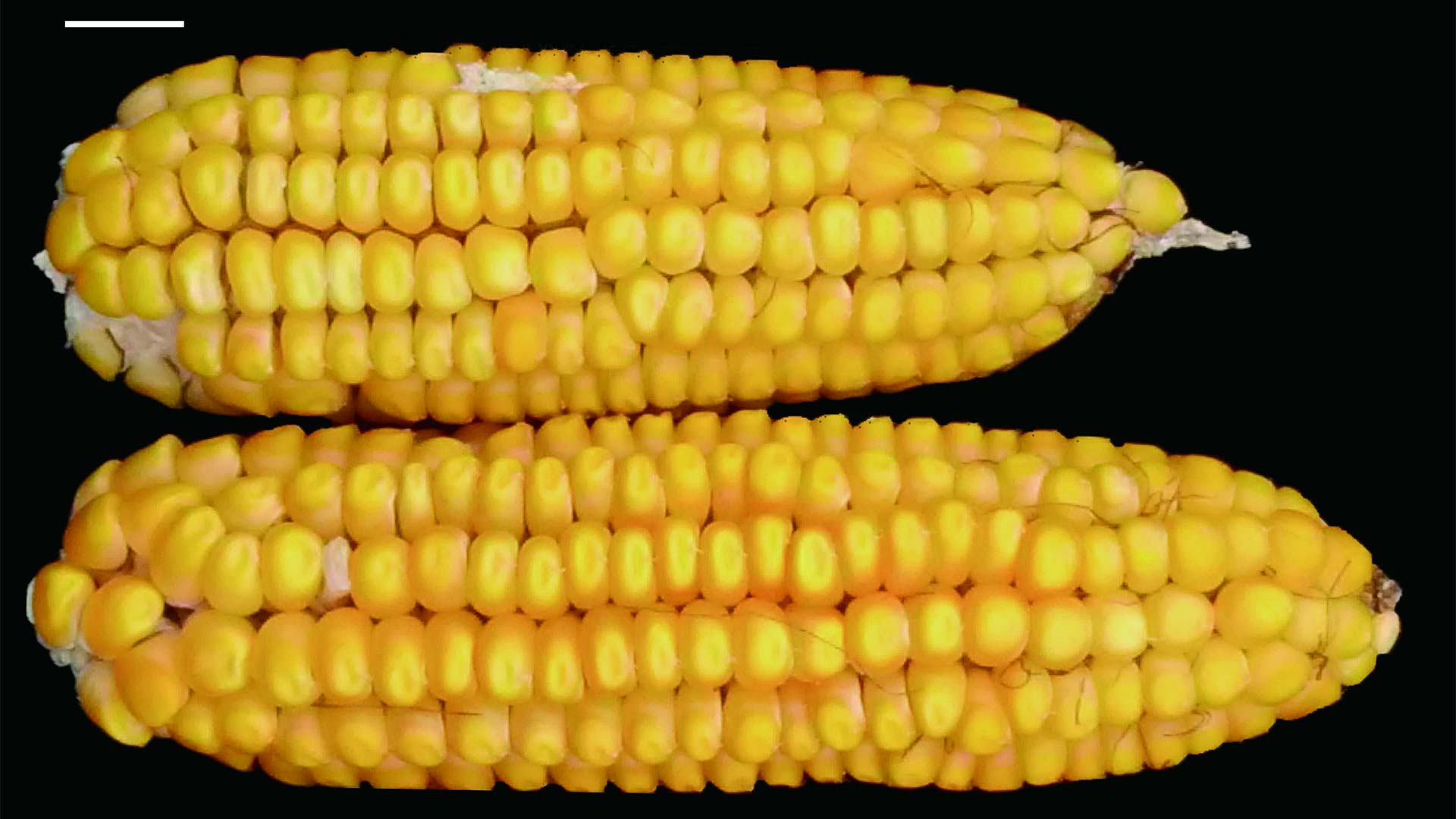 photo of two ears of corn