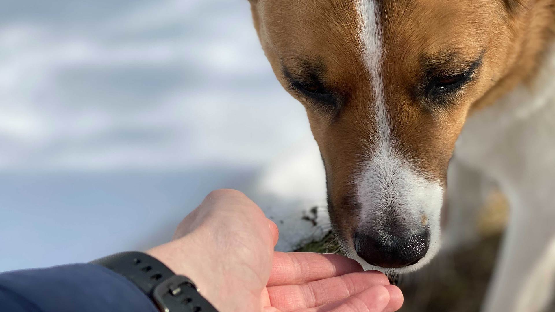 photo of a dog sniffing a hand