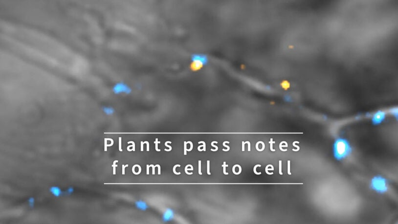 video still from plants pass notes from cell to cell video