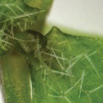 photo of an arabidopsis thaliana plant
