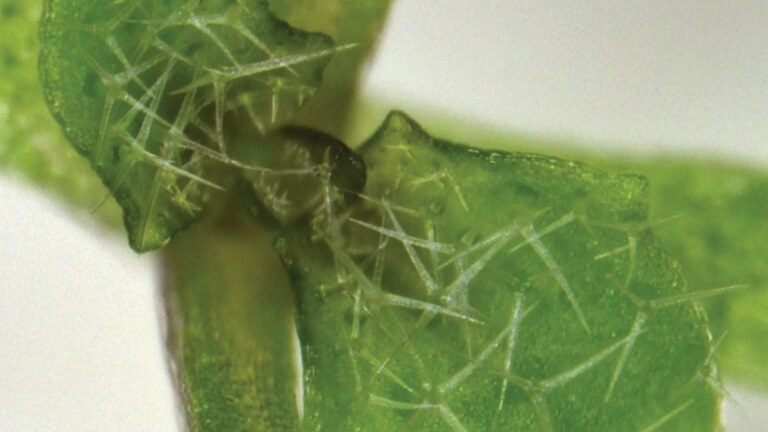 photo of an arabidopsis thaliana plant
