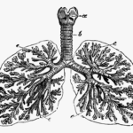 medical illustration of human lungs