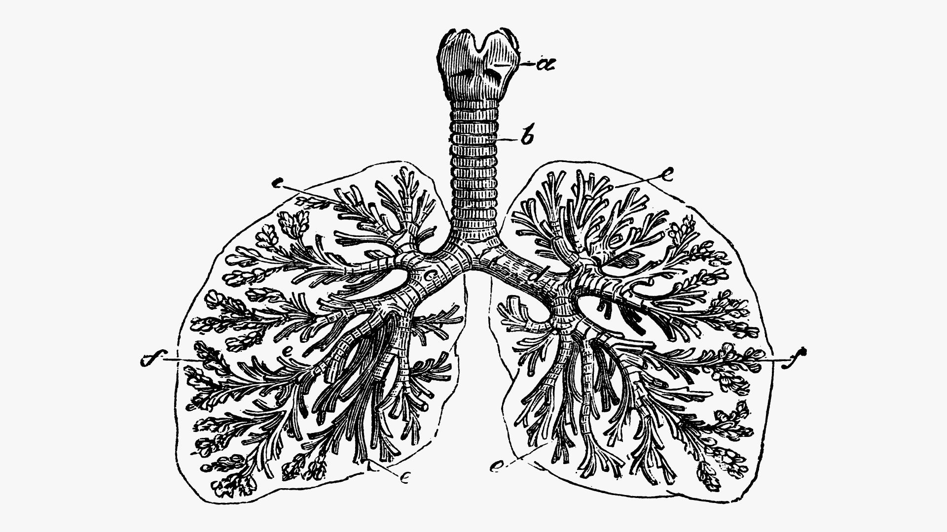 medical illustration of human lungs