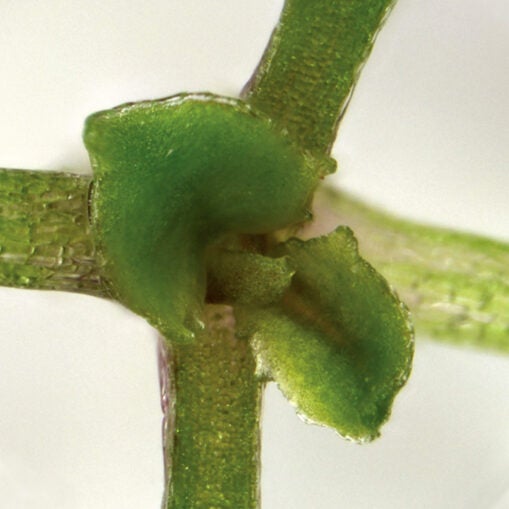 photo of a poorly developed arabidopsis thaliana plant