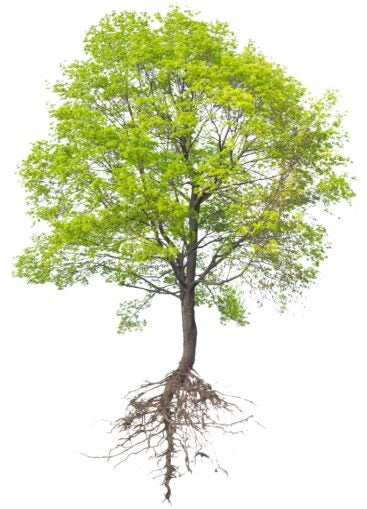 image of a tree with exposed roots on a white background