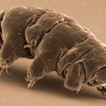 image of a tardigrades, the indestructible water bear