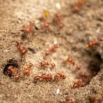 photo of harvester ants