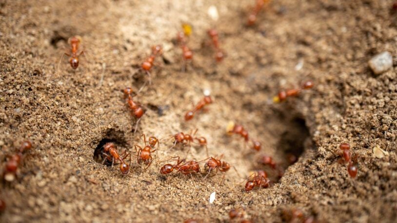 photo of harvester ants