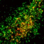 image of neurons in a male mouse brain
