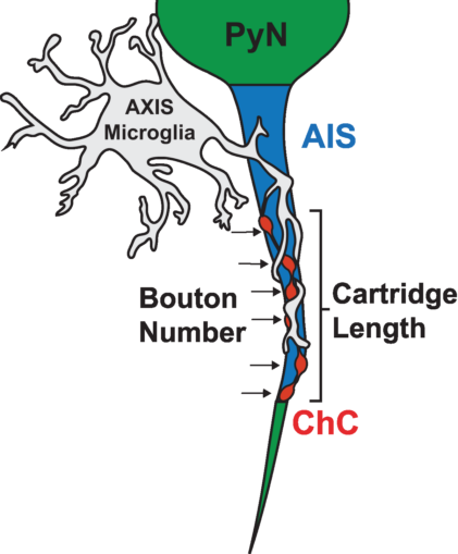 illustration of a microglia and chandelier cell