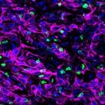 image of mouse pancreatic tissue