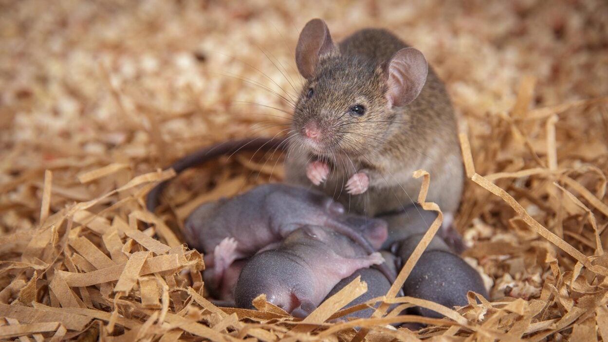 photo of a mouse with her pups