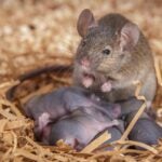 photo of a mouse with her pups