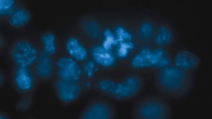 image of an abnormally dividing mouse cell