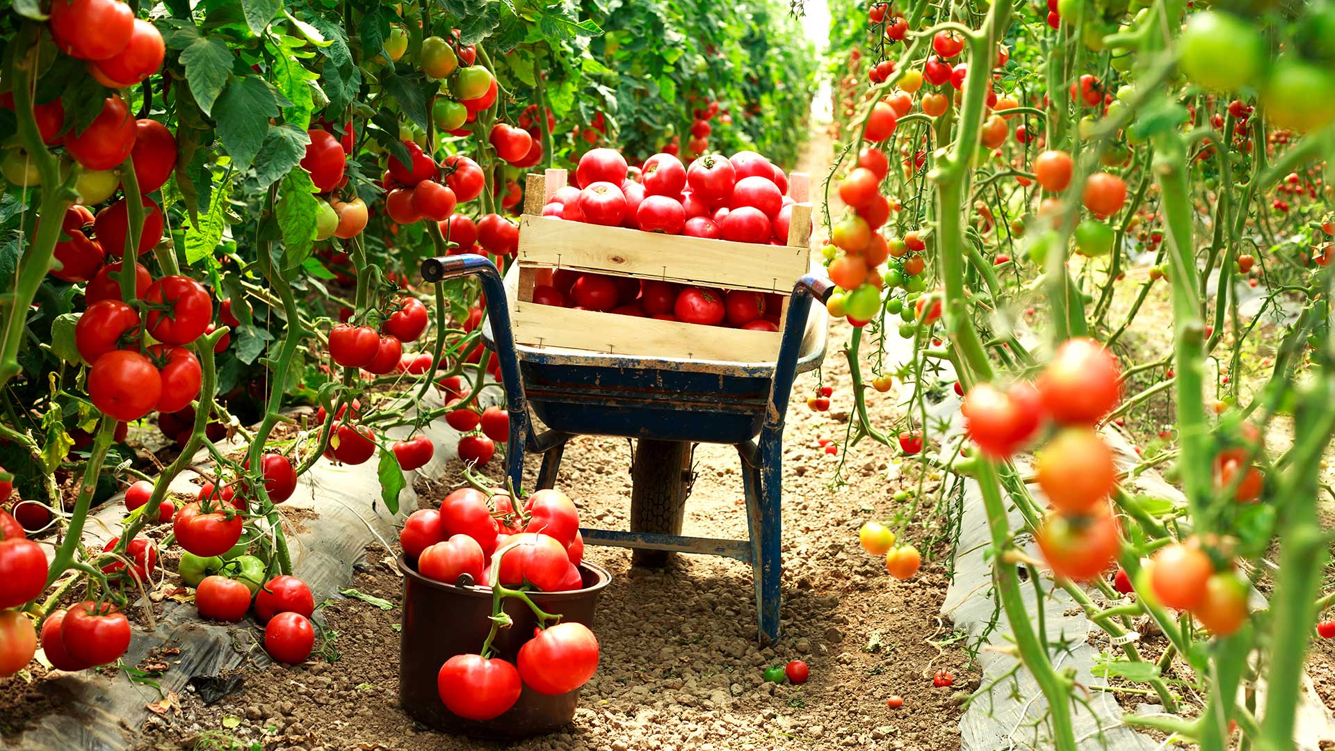 photo of harvest ripe tomatoes in a planting field