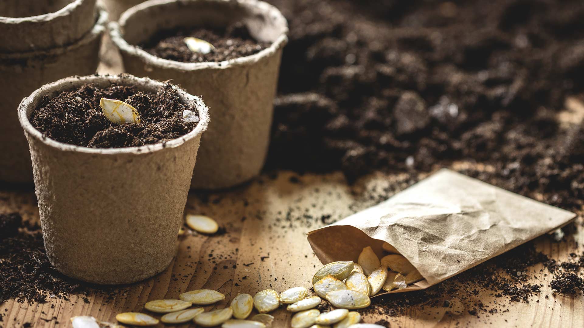 photo of planting seeds in peat pots