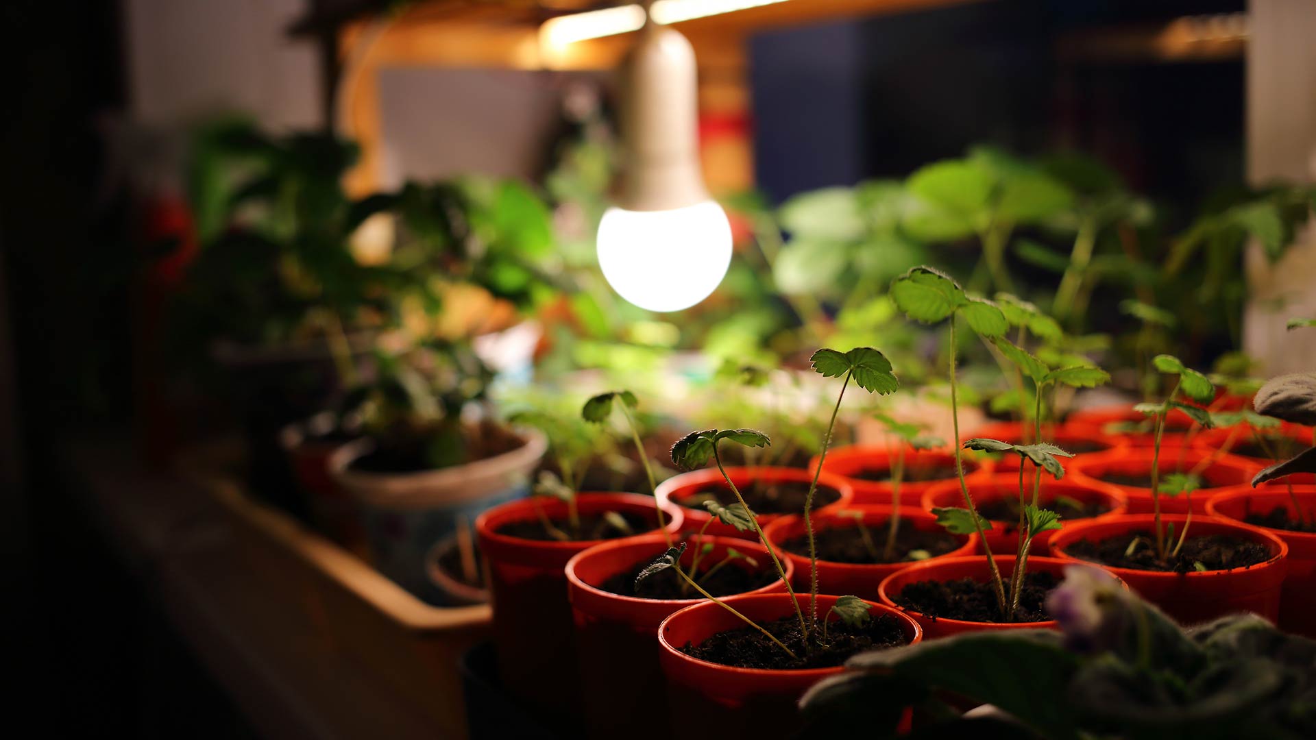 photo of strawberry seedlings with lLED lamp in solar spectrum