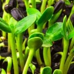 photo of sunflower microgreen sprouts close up