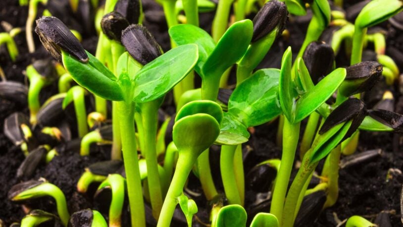 photo of sunflower microgreen sprouts close up