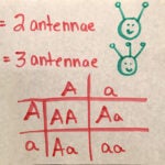 Saturday DNA Mendelian Critters: Inheritance of traits image, showing a Punnett Square