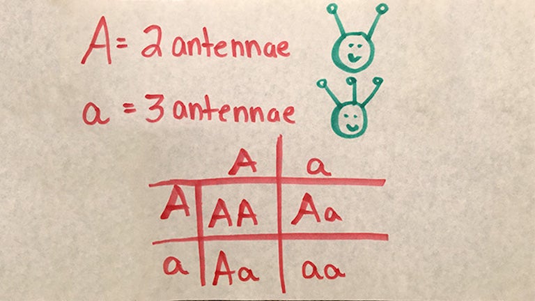 Saturday DNA Mendelian Critters: Inheritance of traits image, showing a Punnett Square