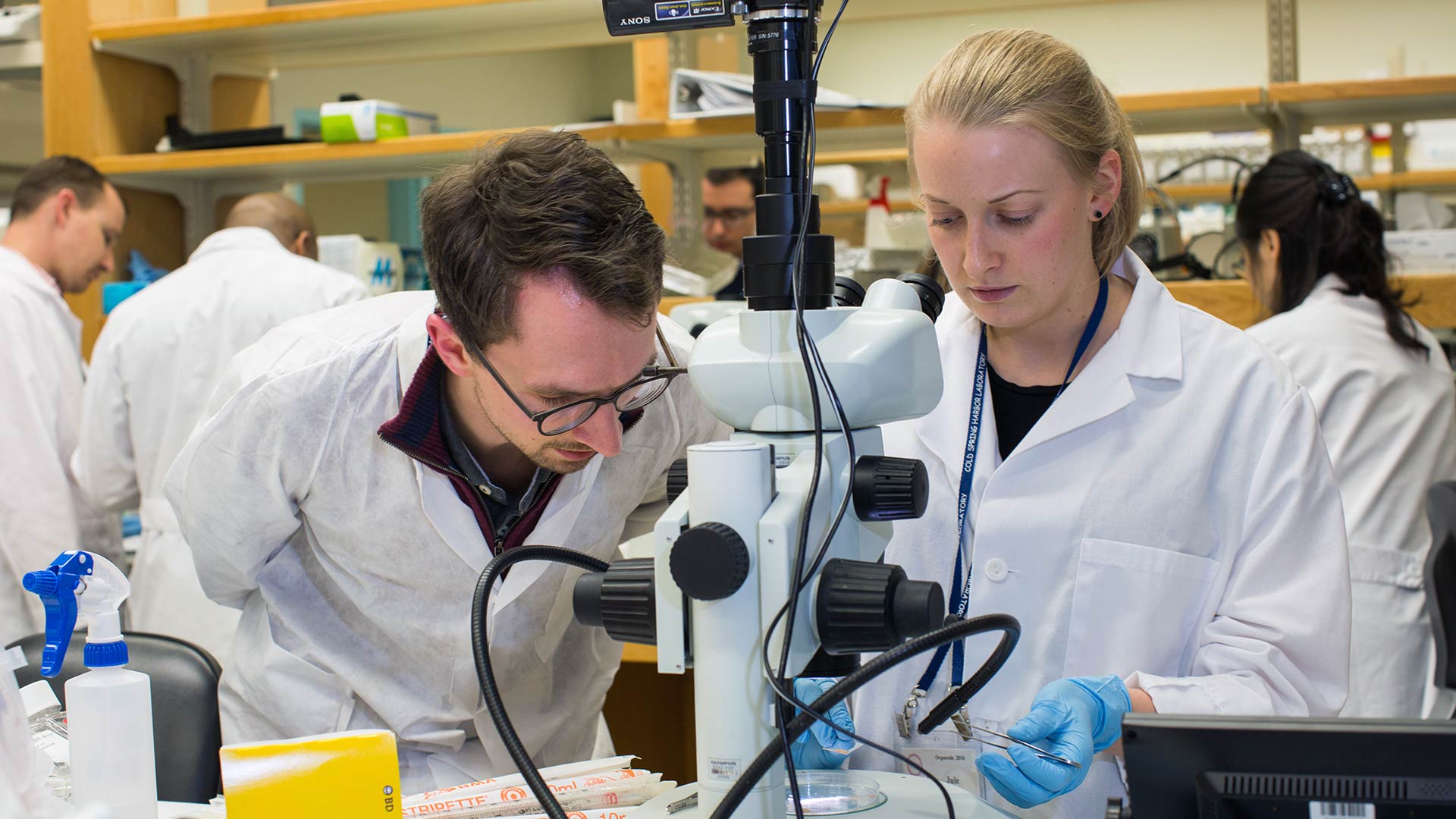 photo of 2 scientists working in a lab at a microscope