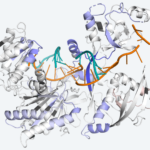 illustration of an argonaute protein