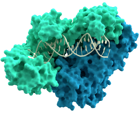 Transcriptase Credit: Thomas Splettstoesser (www.scistyle.com) License: GFDL