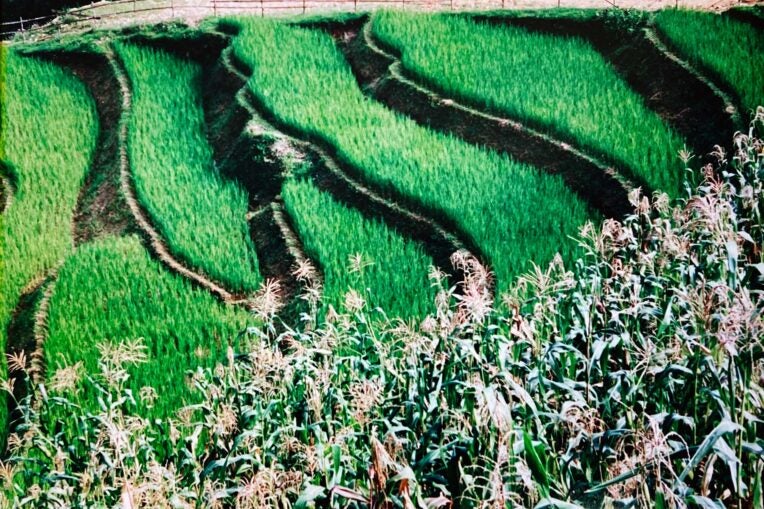 photo of a rice paddy with corn field in foreground