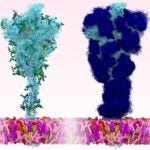 image of a model of the SARS-CoV-2 spike protein