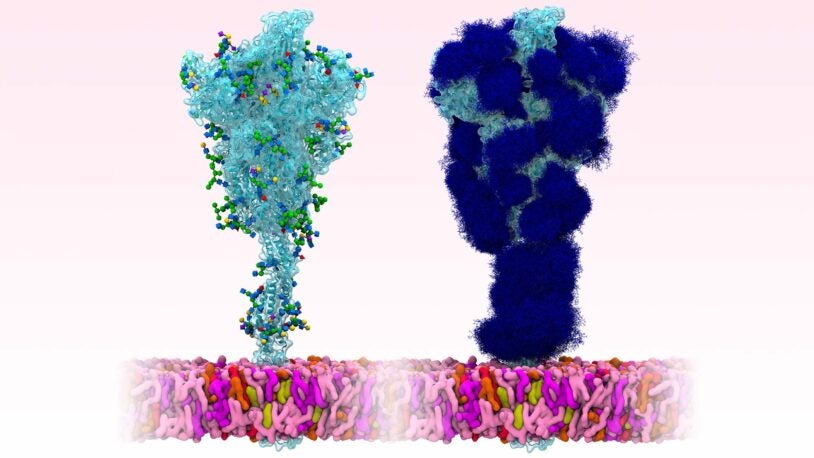 image of a model of the SARS-CoV-2 spike protein