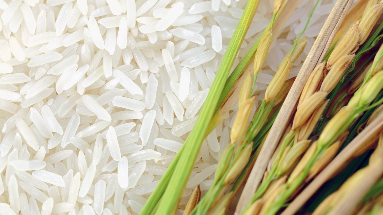 photo of rice grains and rice ear