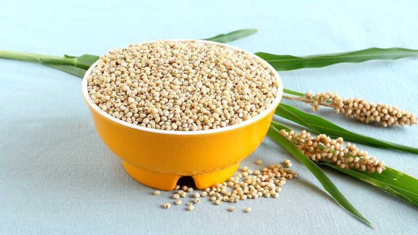 photo of a bowl of sorghum seeds with plant stalks in background