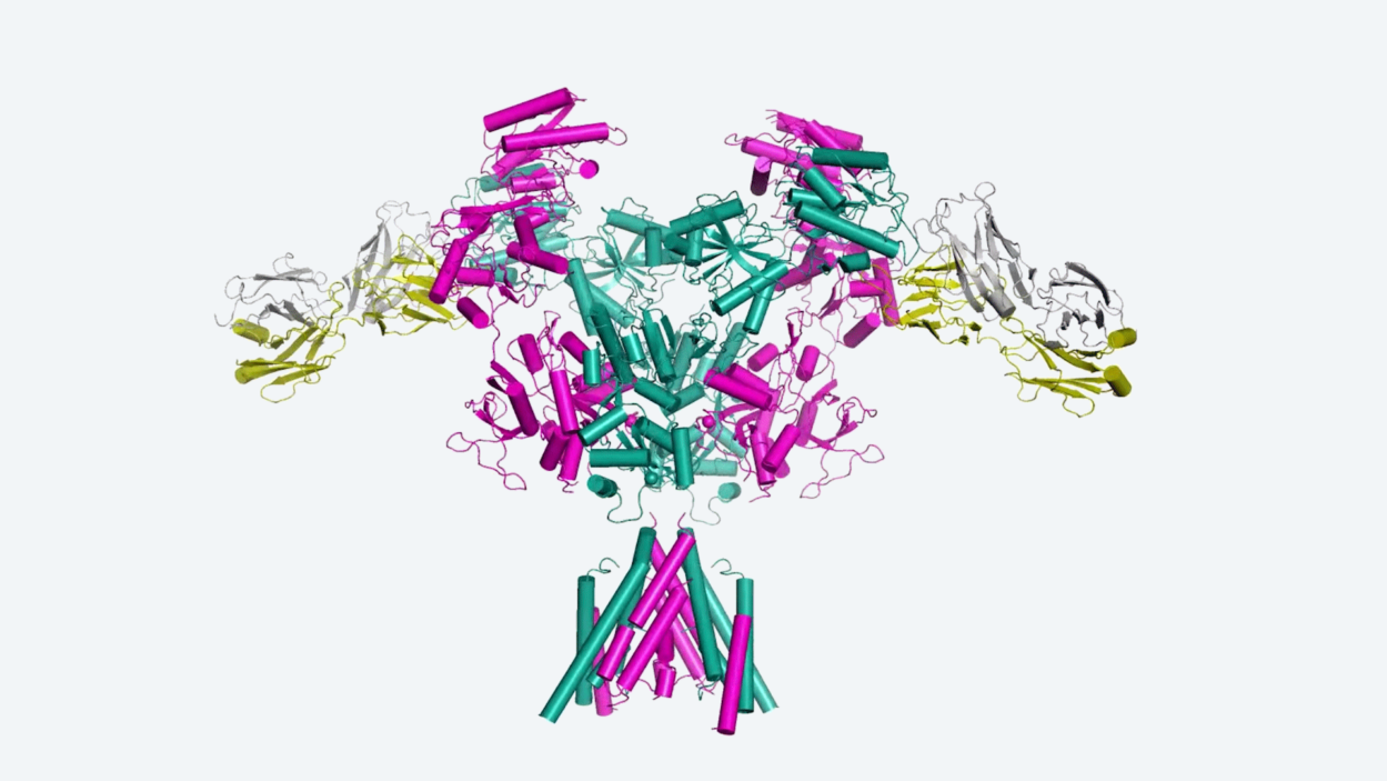 Image of an NMDA Receptor