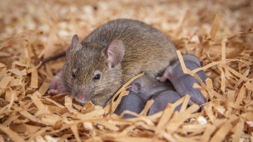 Photo of mother mouse with her pups