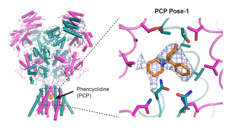 Image of PCP binding to an NMDA receptor with closeup detail