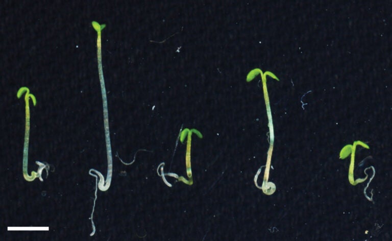 Image of plants with protein levels manipulated