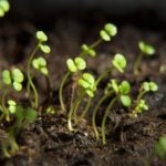 Image of sprouts growing in soil
