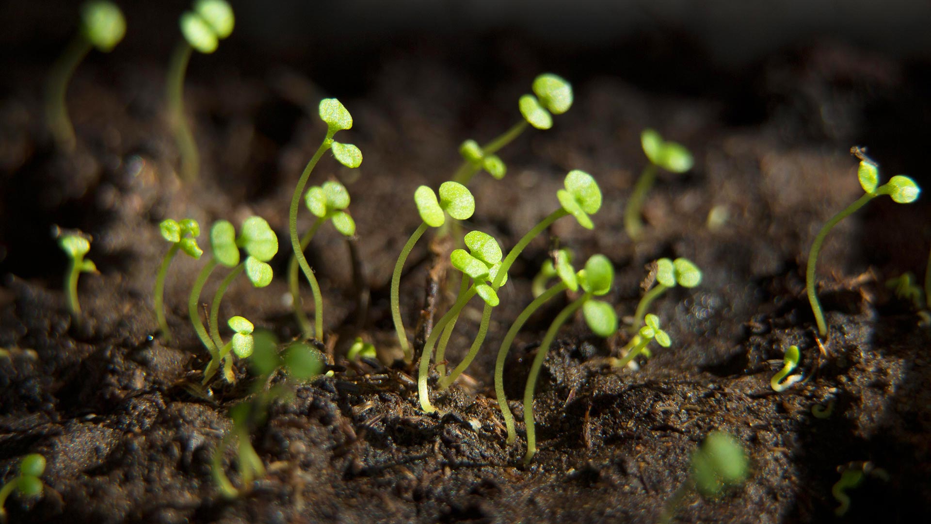 Image of sprouts growing in soil